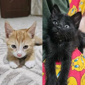 Котятки, Только В Добрые Руки!
