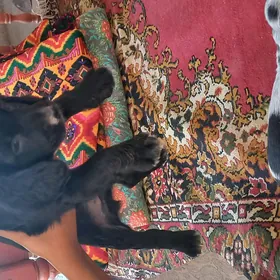 Arassa  rus  spaniel