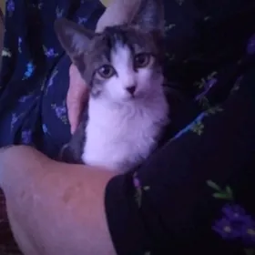 котенок
