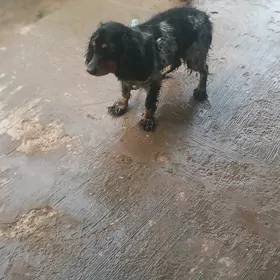 Arassa  rus  spaniel