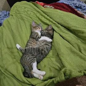 котята девочки