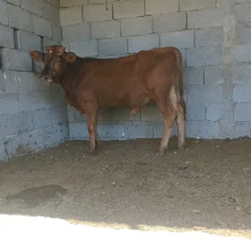 ökuz