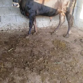 öküz
