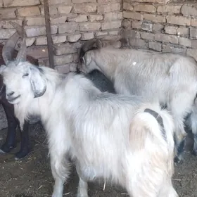 bicikli geciler