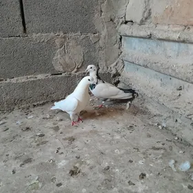 kepderi.