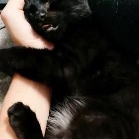 котик в добрые руки