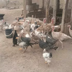 Induklar 20 sany