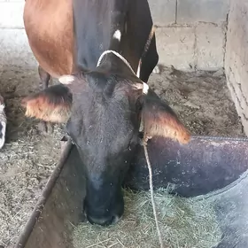 Göleli sygyr