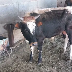öküz