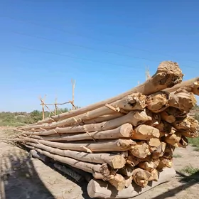 Agaç