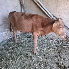Gulajyn we öküzçe