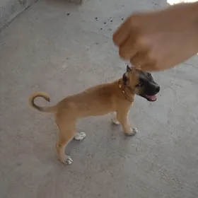 Arassa pitbul gujuk