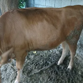 tuwe