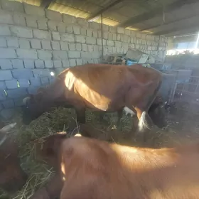 goleli okuzce gulajyn