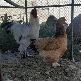 BRAMA HORAZ 1 MÄKI