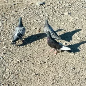 Satlyk kepderi
