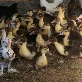 İnduwutka ördek