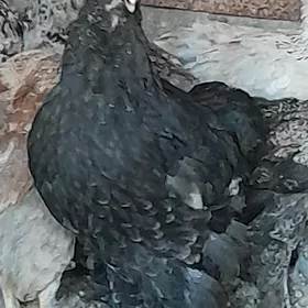 Brama mra  juje maki
