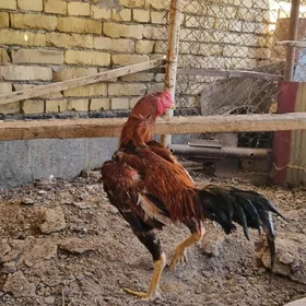 Horaz