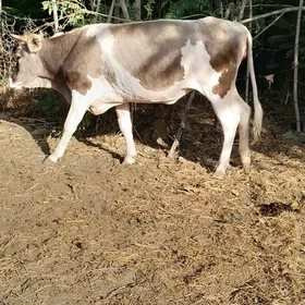 iki sany tuwe