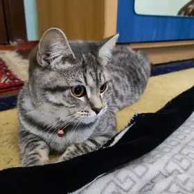 котёнок британец