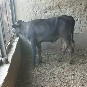 ökuz