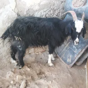 geçi