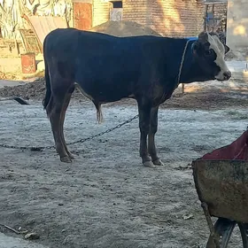 ökuz