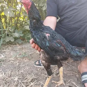 paroda horaz