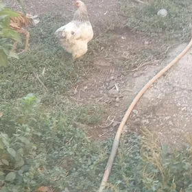 Brama towuklar