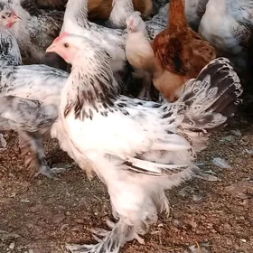 bolgar juyje
