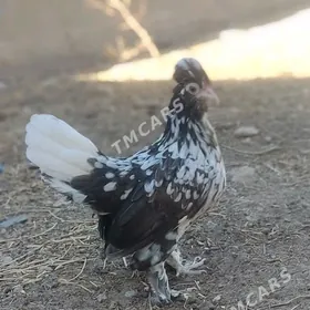 Карлик Японка
