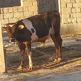 öküz