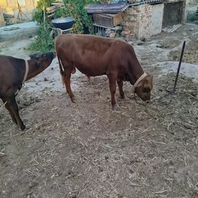 iki okuz bir gulajyn