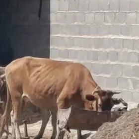 Gysyr sygyr