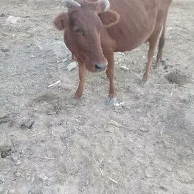 GYSYR  SYGYR