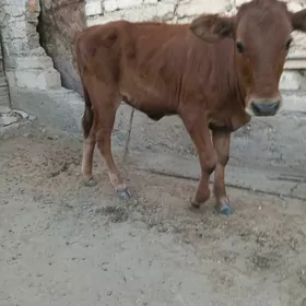 1öküz 1tüwe