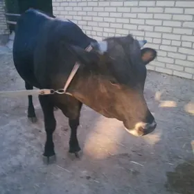 Öküz