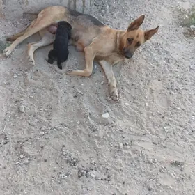 Awçarka