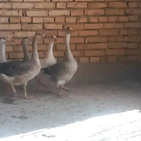 GUSLAR