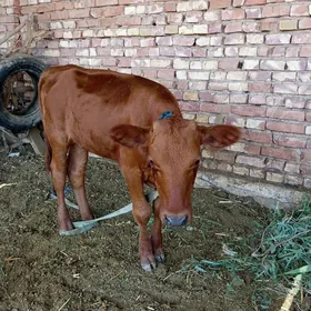 gulajyn gole