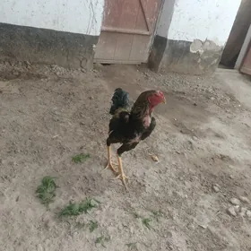 Taşkent boysok