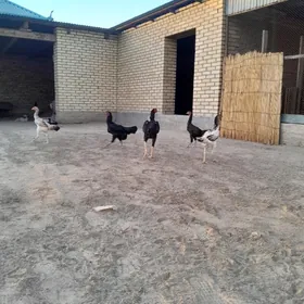 Paroda towuklar