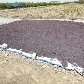 kişmiş