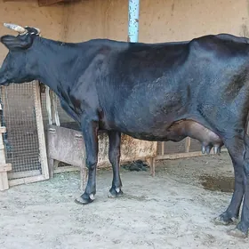 goleli