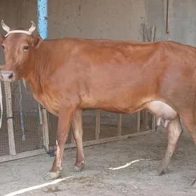goleli