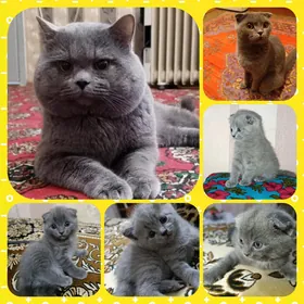 чистокровные британские котята