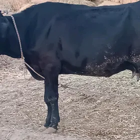 Gibirt Sygyr
