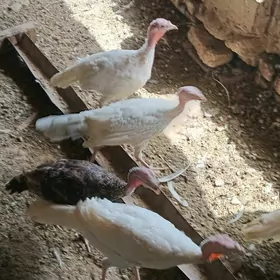 induk juyje