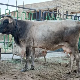 bogaz sygyr